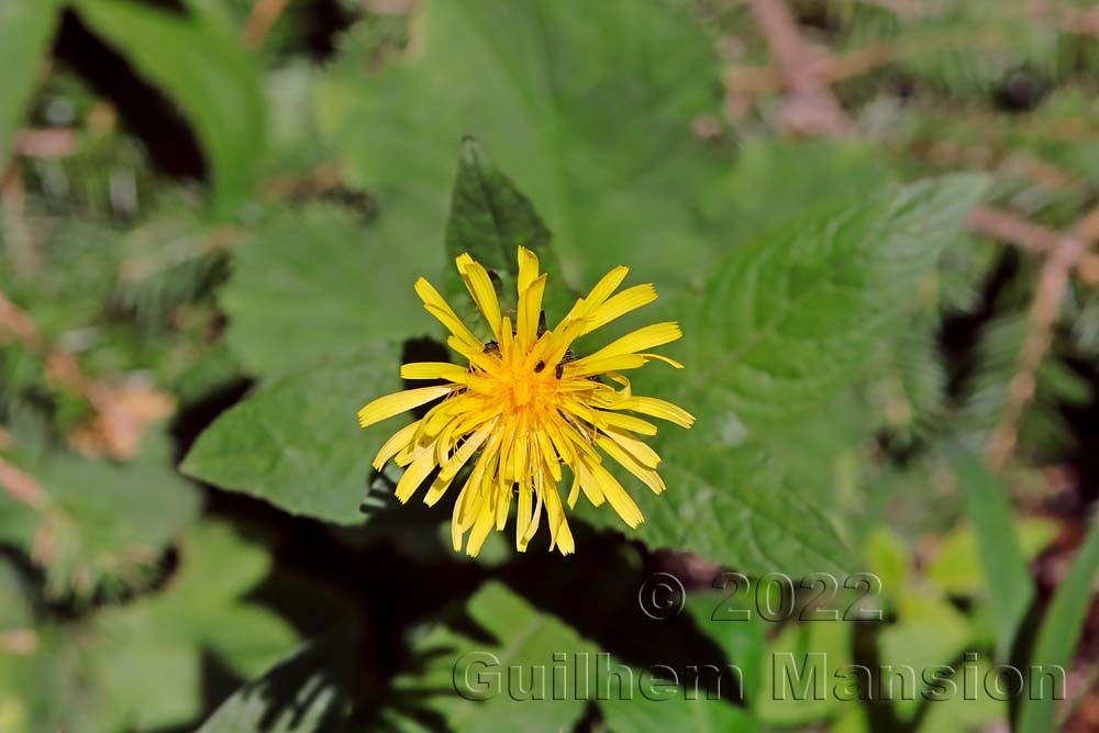 Crepis pyrenaica