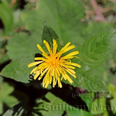 Crepis pyrenaica