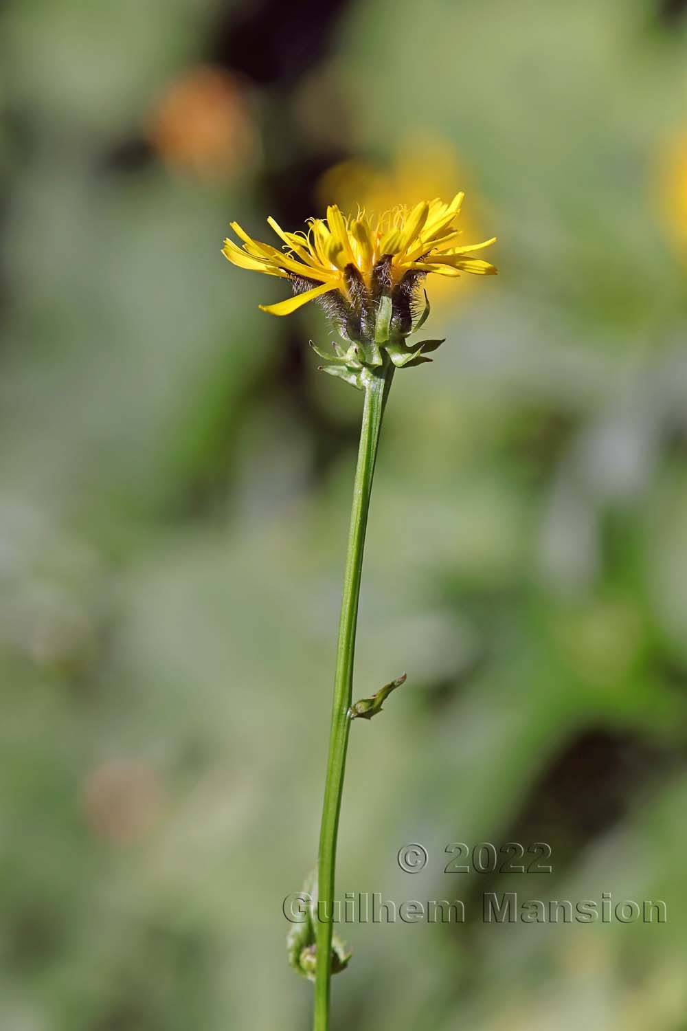 Crepis pyrenaica