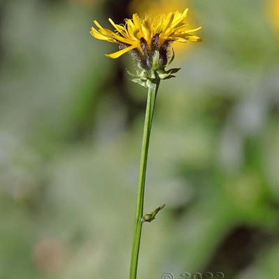 Crepis pyrenaica