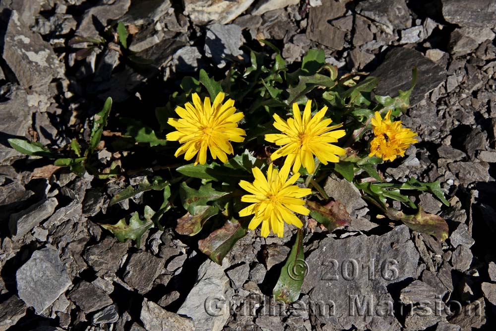 Crepis terglouensis