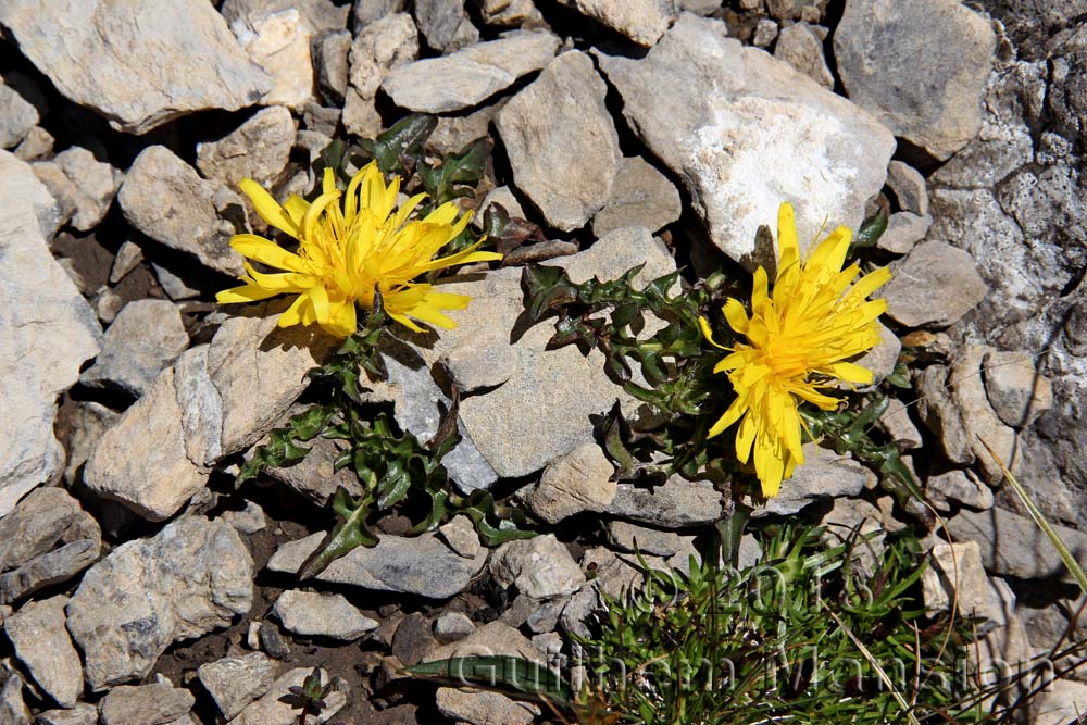 Crepis terglouensis