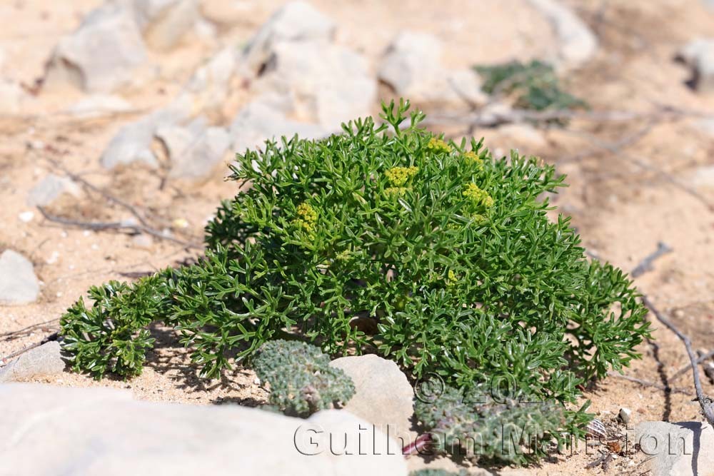 Crithmum maritimum