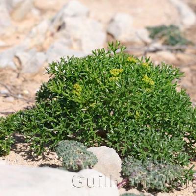 Crithmum maritimum