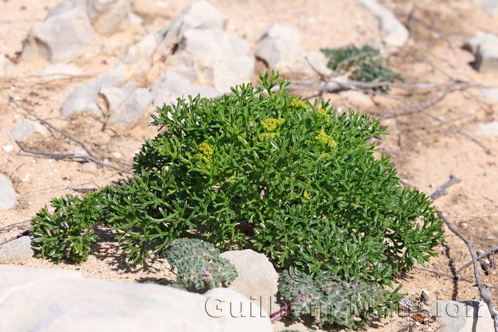 Crithmum maritimum