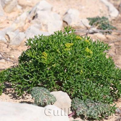 Crithmum maritimum