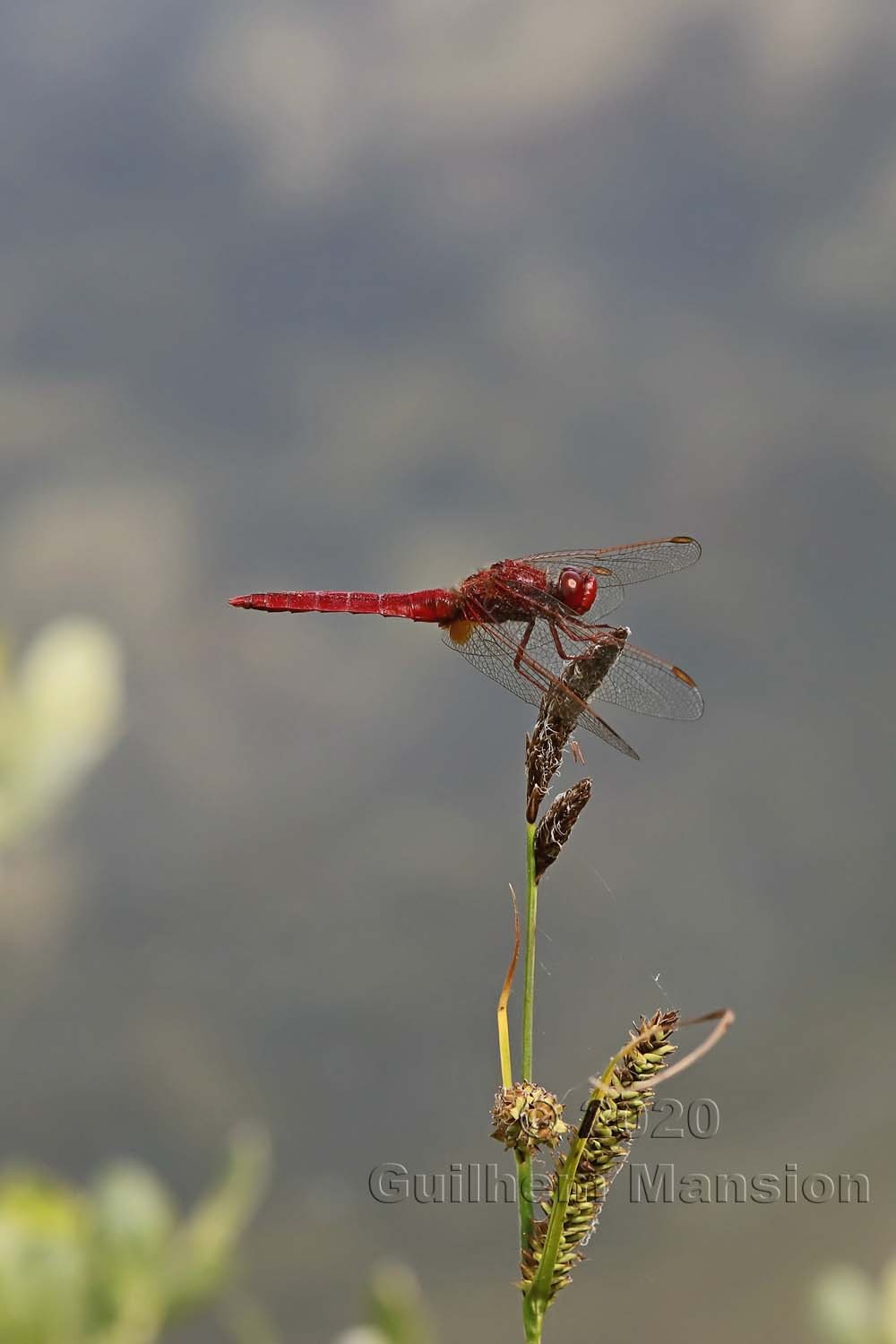 Crocothemis erythraea