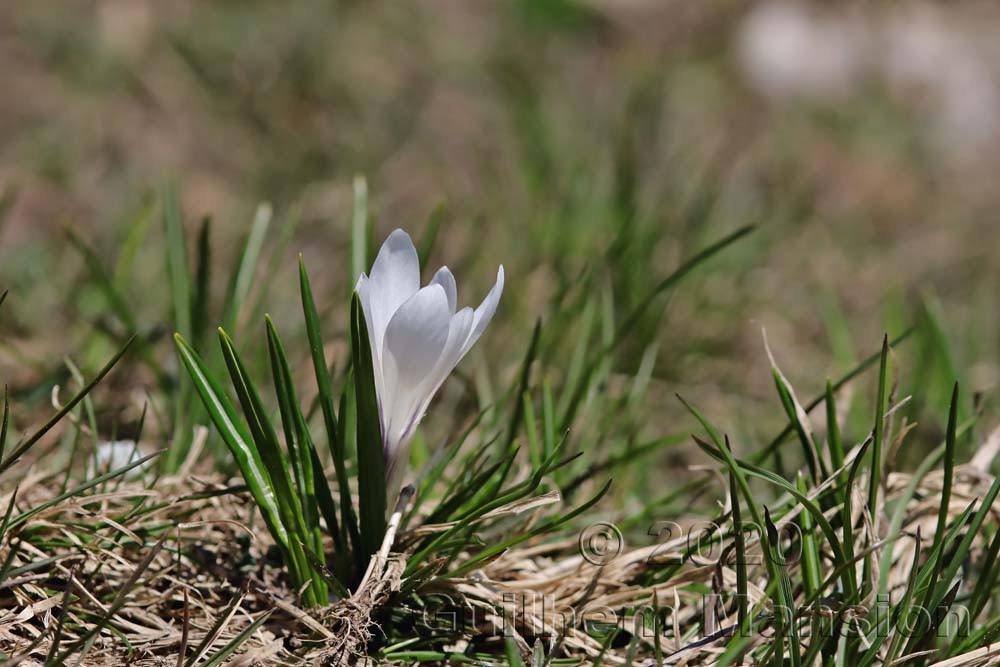 Crocus albiflorus