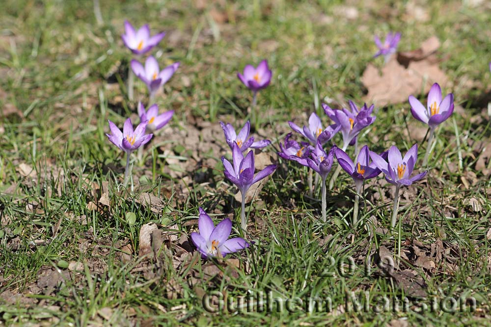 Crocus albiflorus