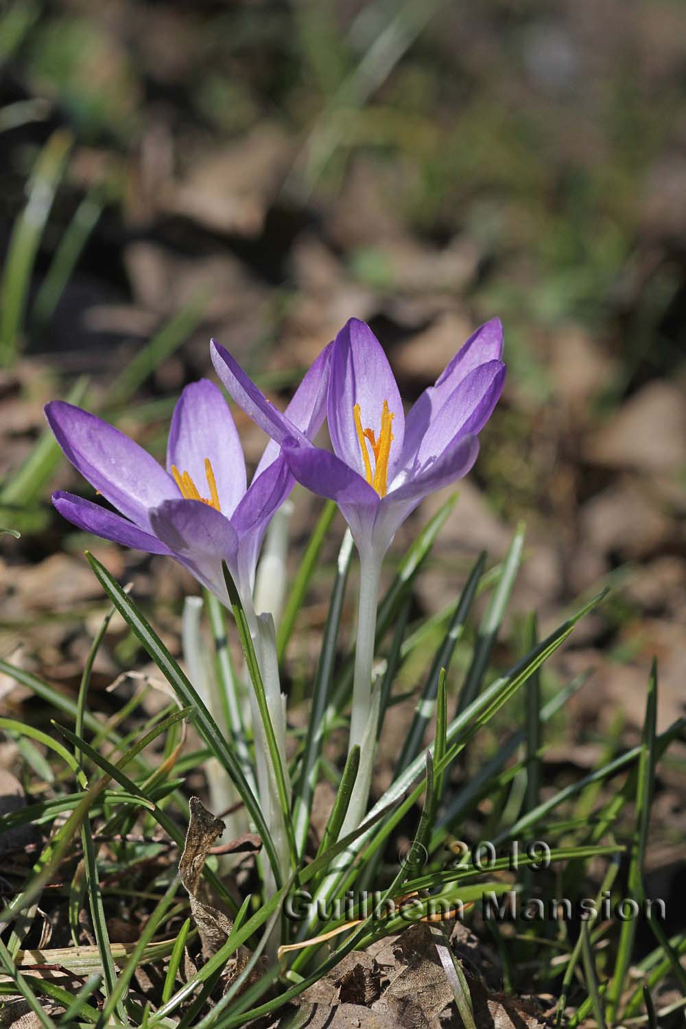 Crocus albiflorus