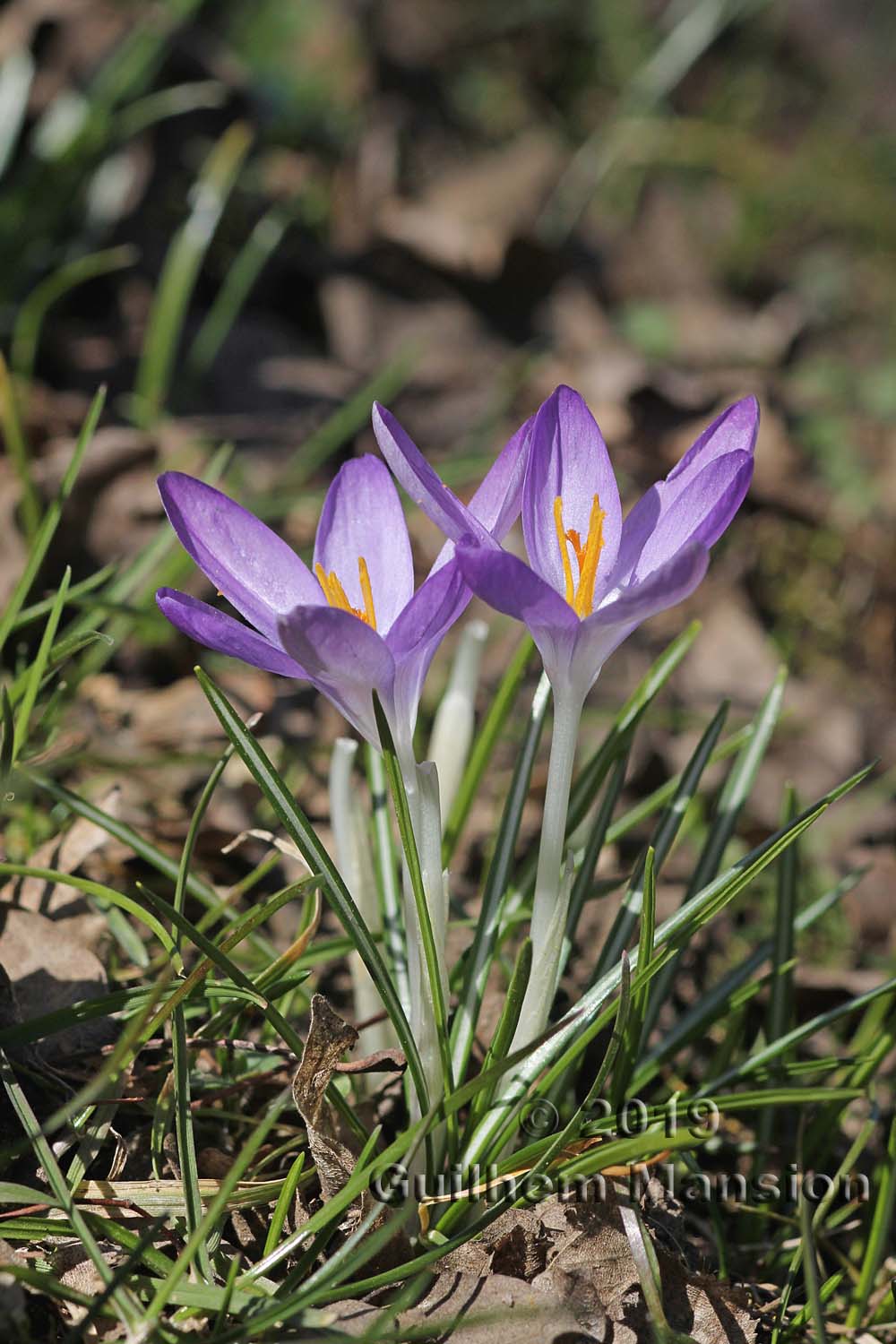 Crocus albiflorus