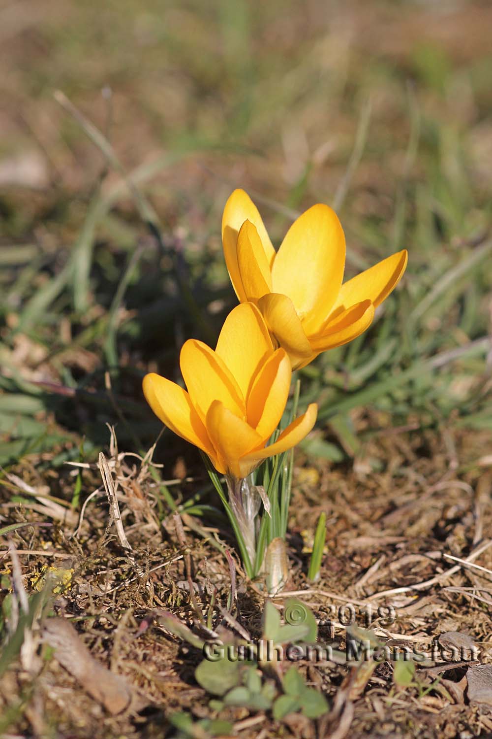 Crocus flavus