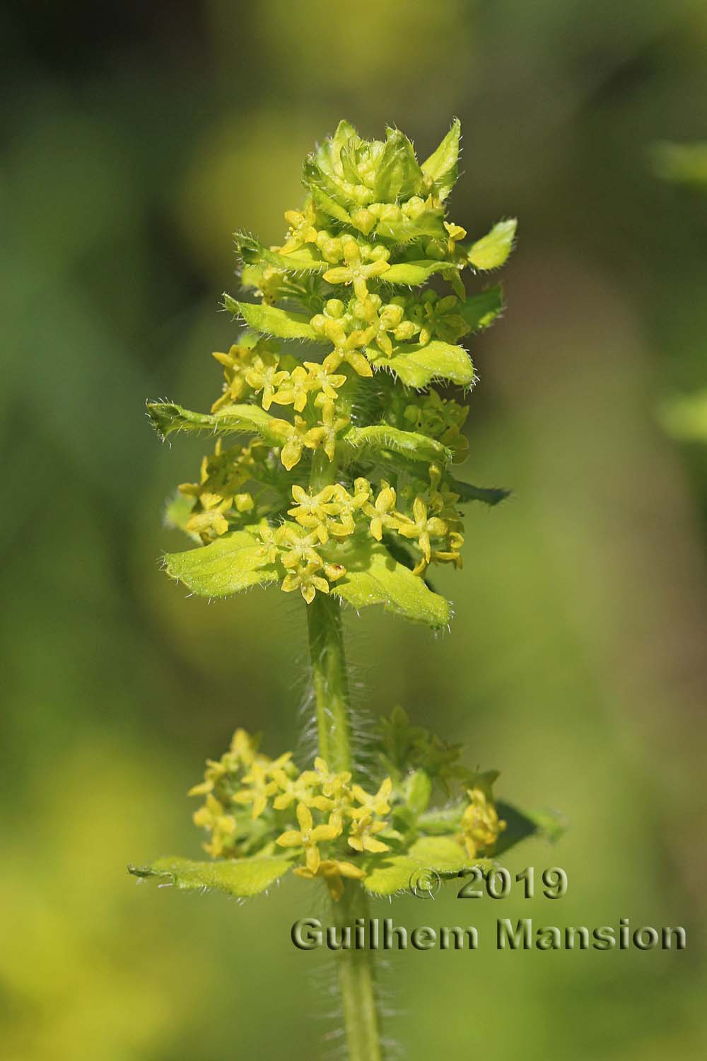 Cruciata laevipes