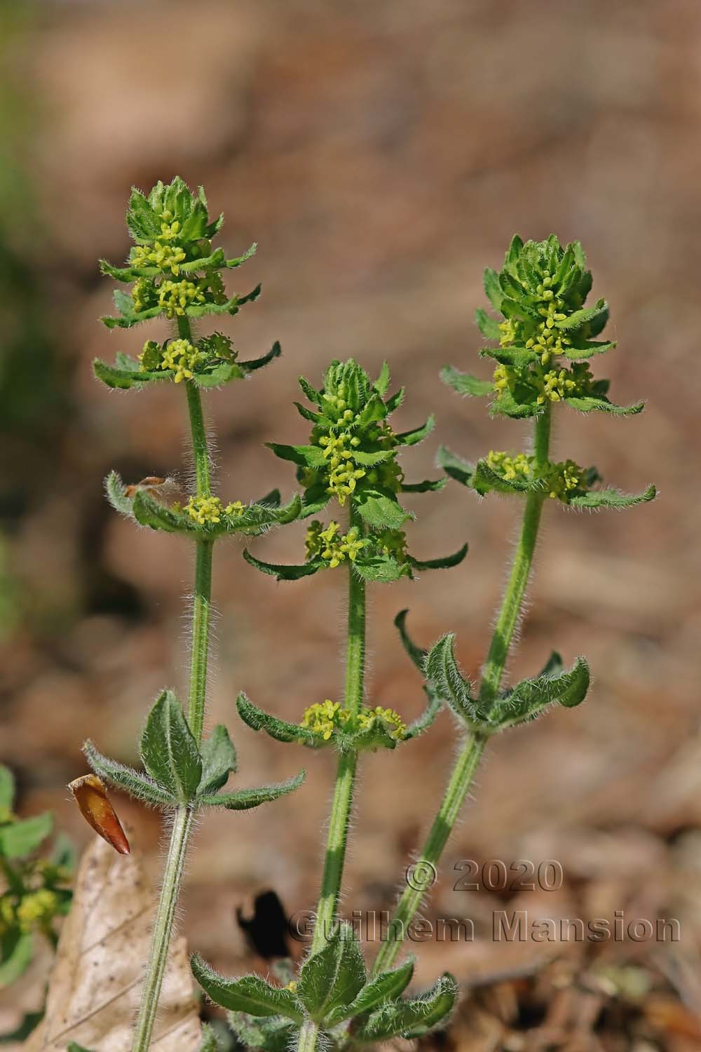 Cruciata laevipes