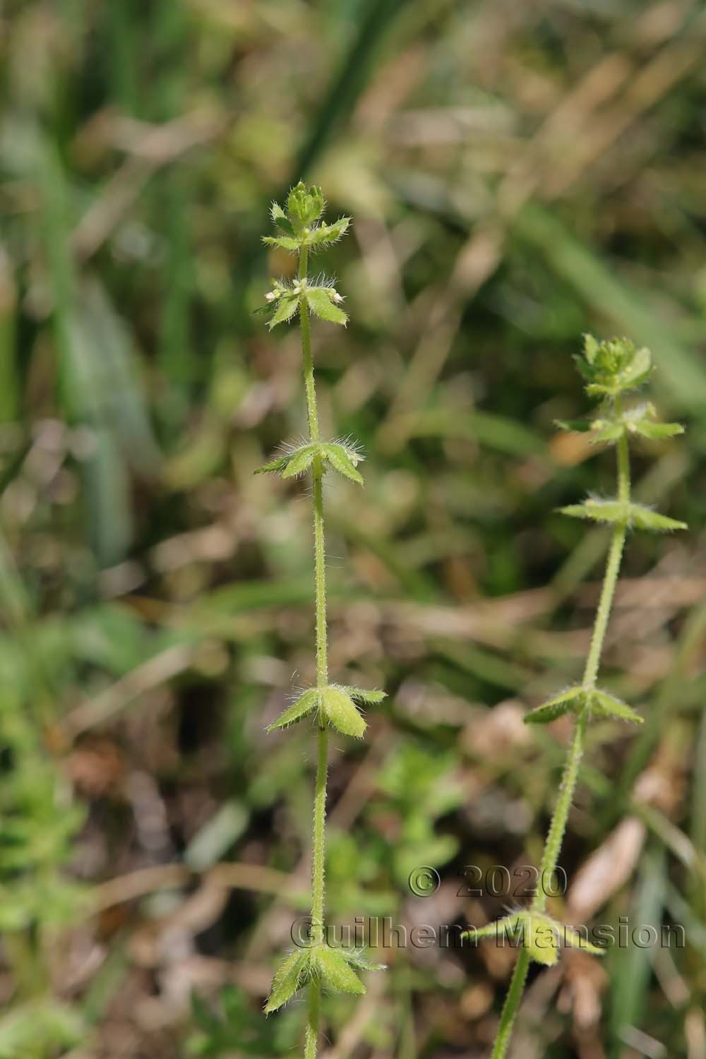 Cruciata pedemontana