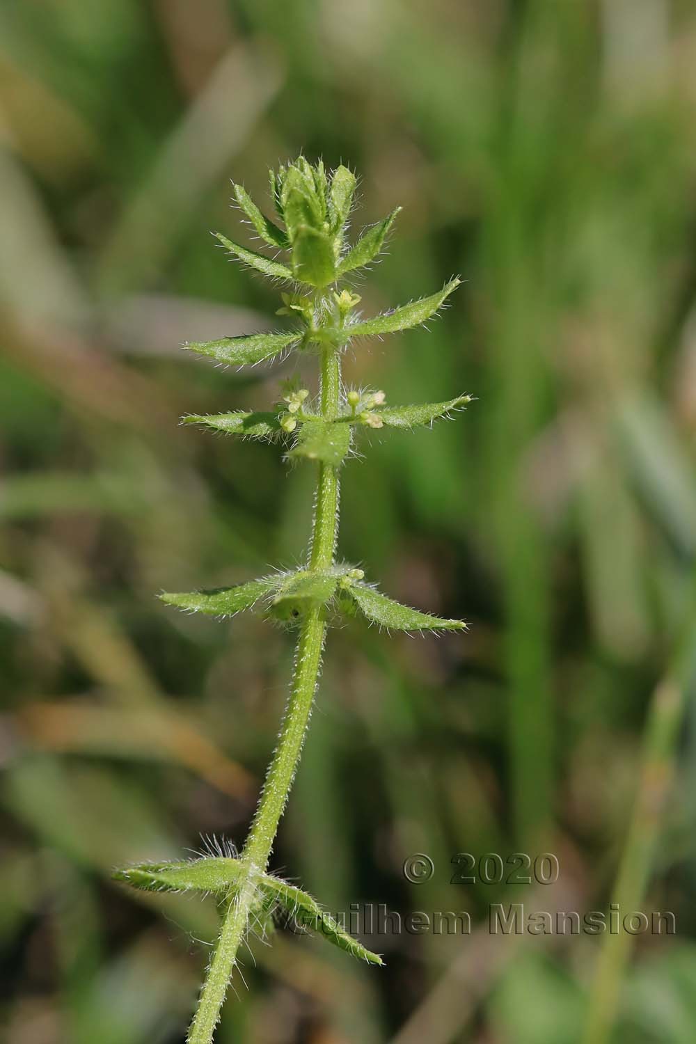 Cruciata pedemontana