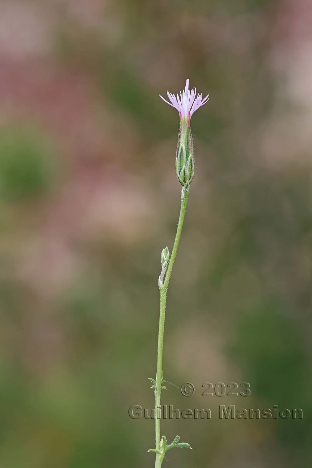 Crupina vulgaris