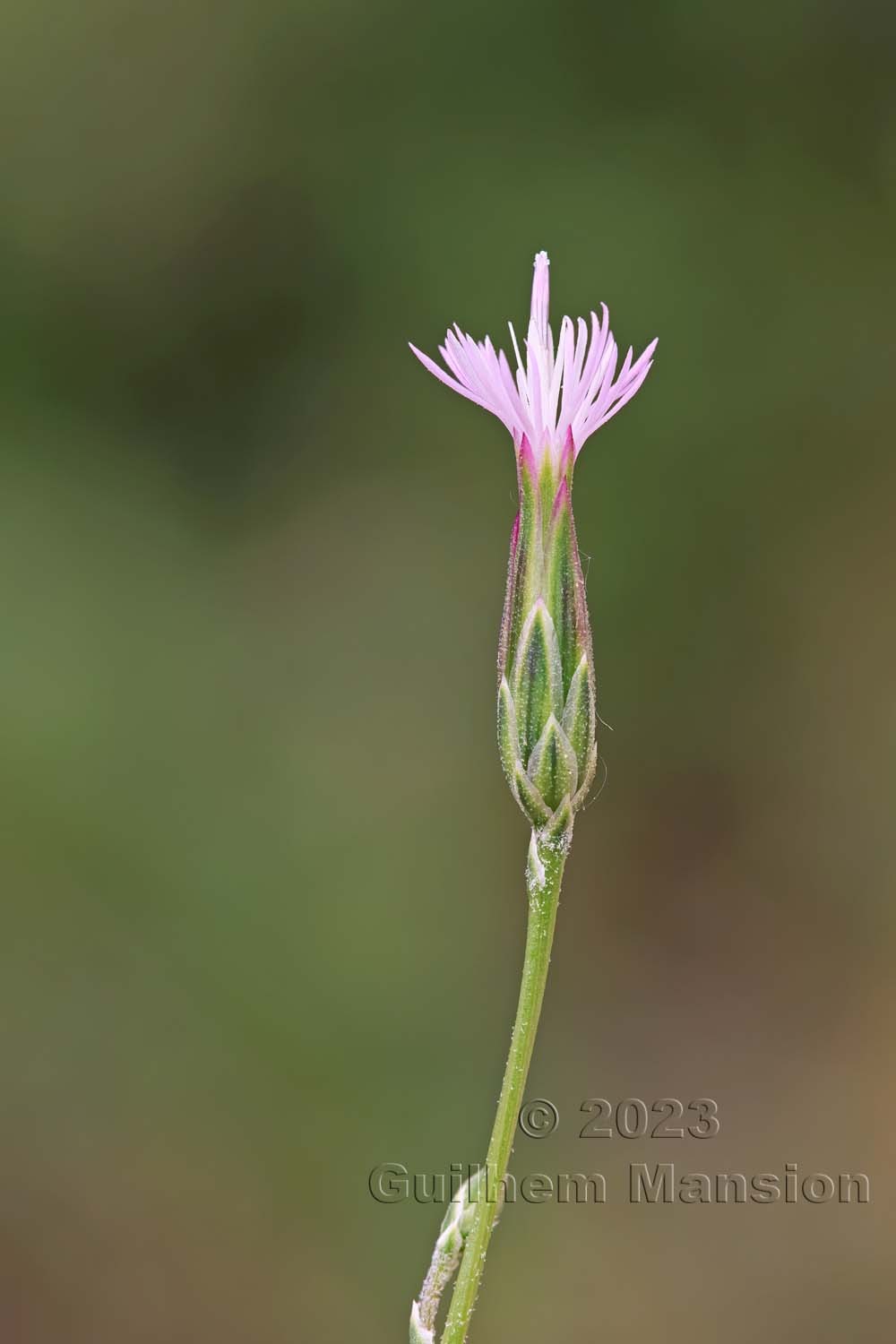 Crupina vulgaris