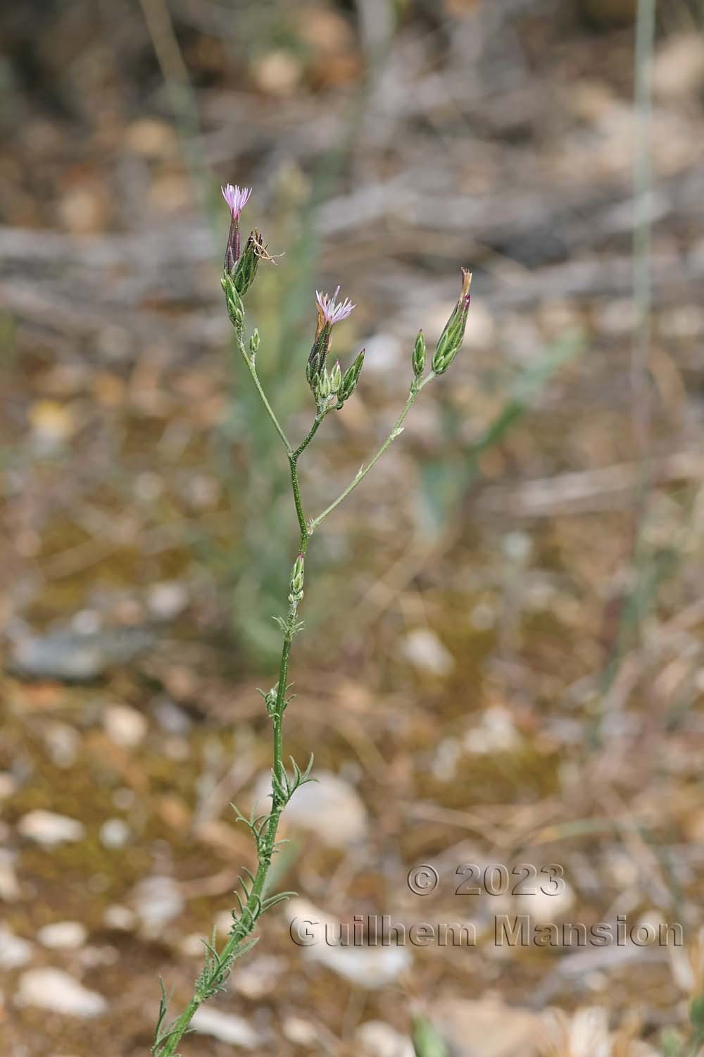 Crupina vulgaris