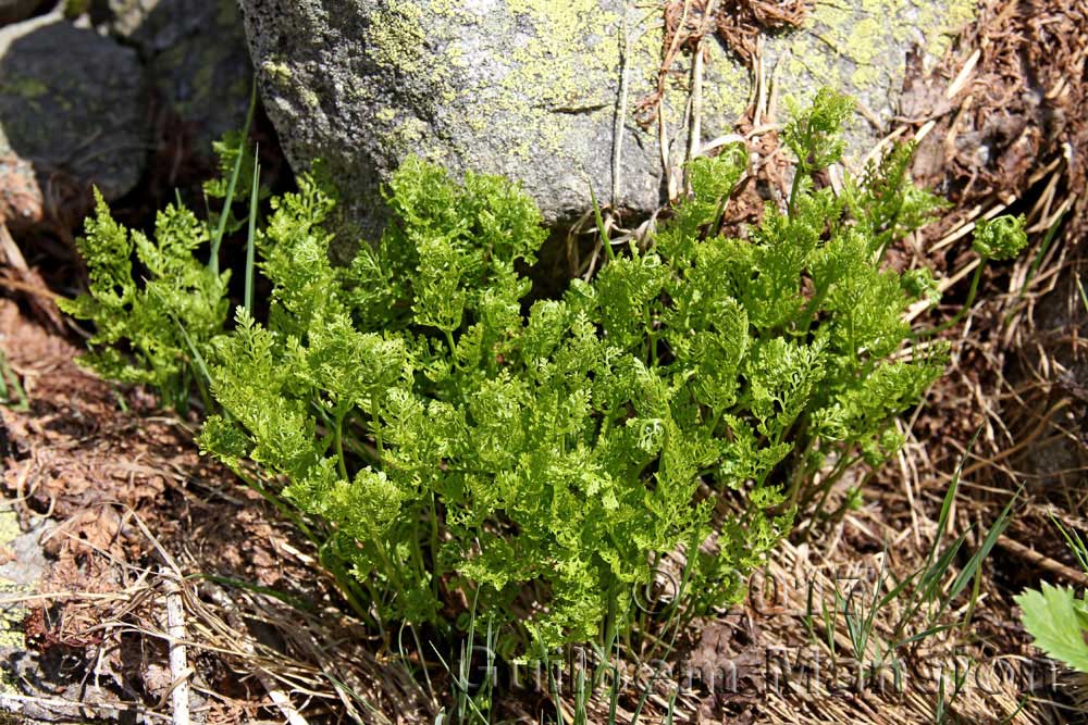 Cryptogramma crispa