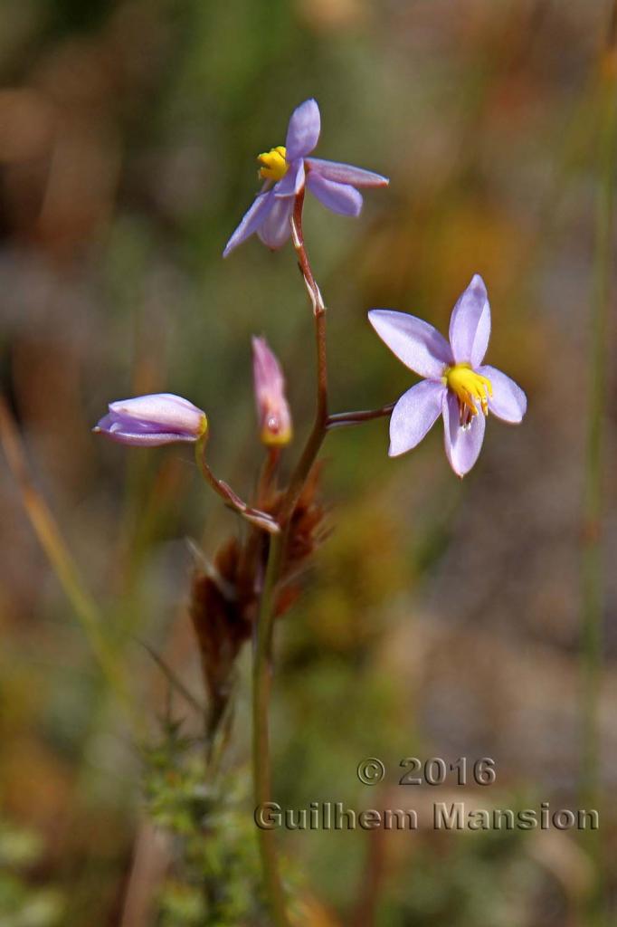 Cyanella hyacinthoides