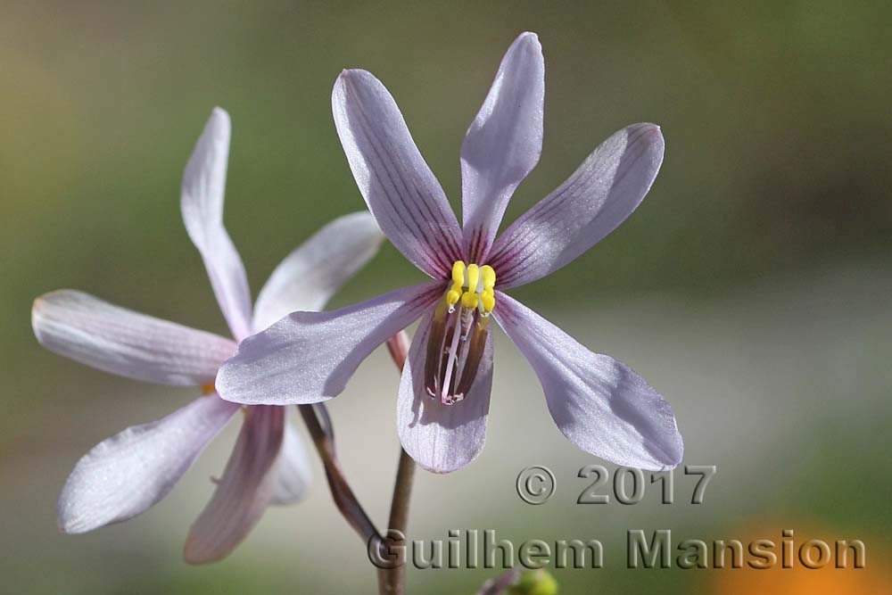 Cyanella orchidiformis