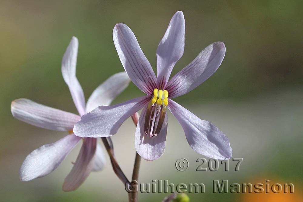 Famille - Tecophilaceae