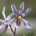 Famille - Tecophilaceae