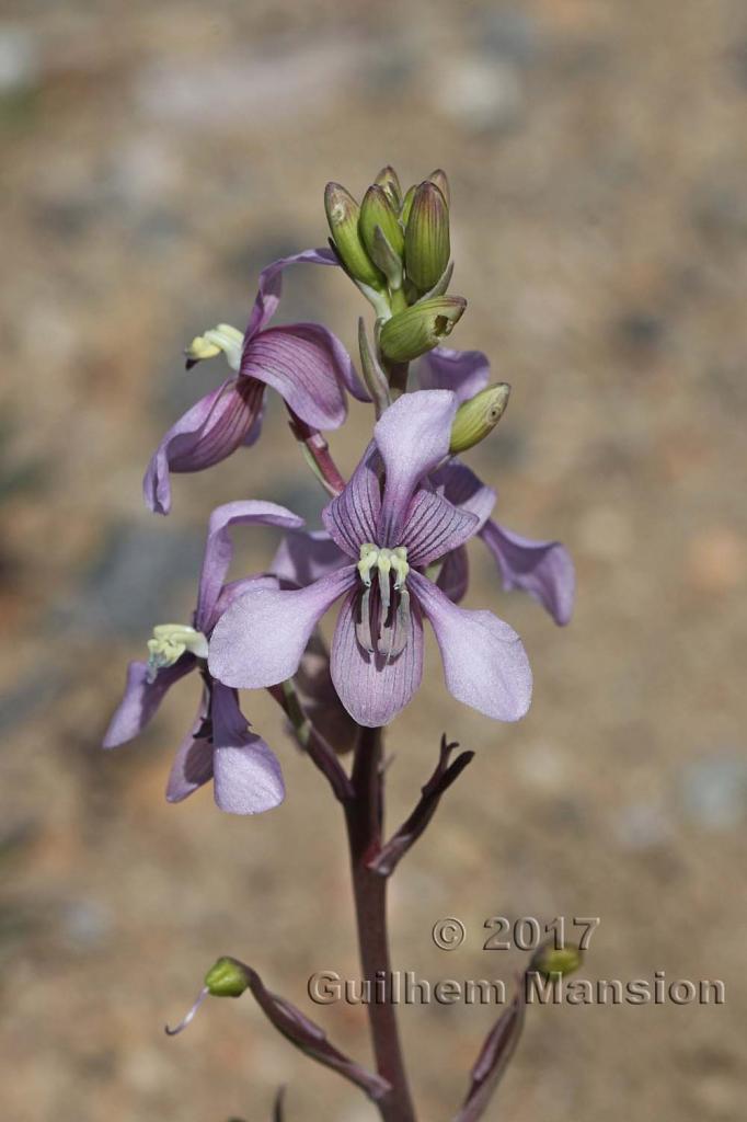 Cyanella orchidiformis