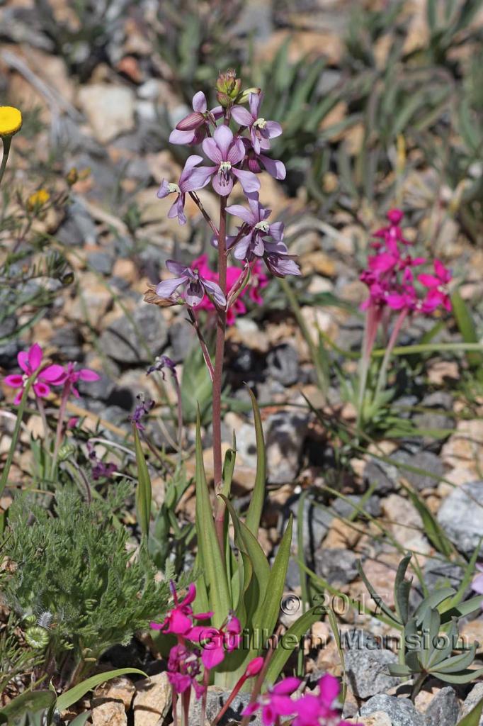 Cyanella orchidiformis