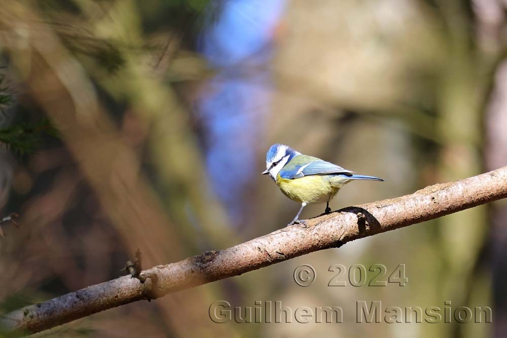 Cyanistes caeruleus - Mésange bleue