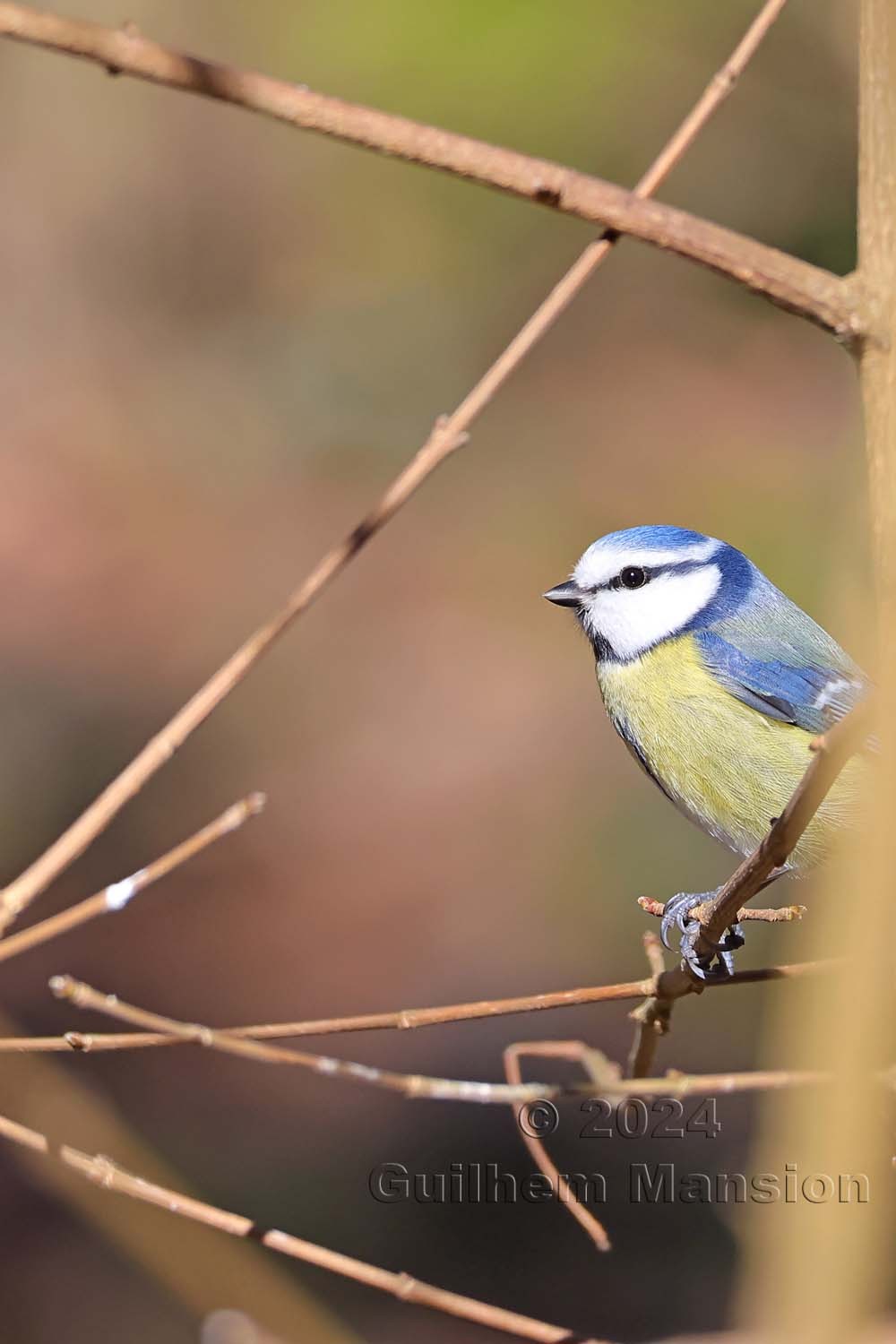 Cyanistes caeruleus - Mésange bleue