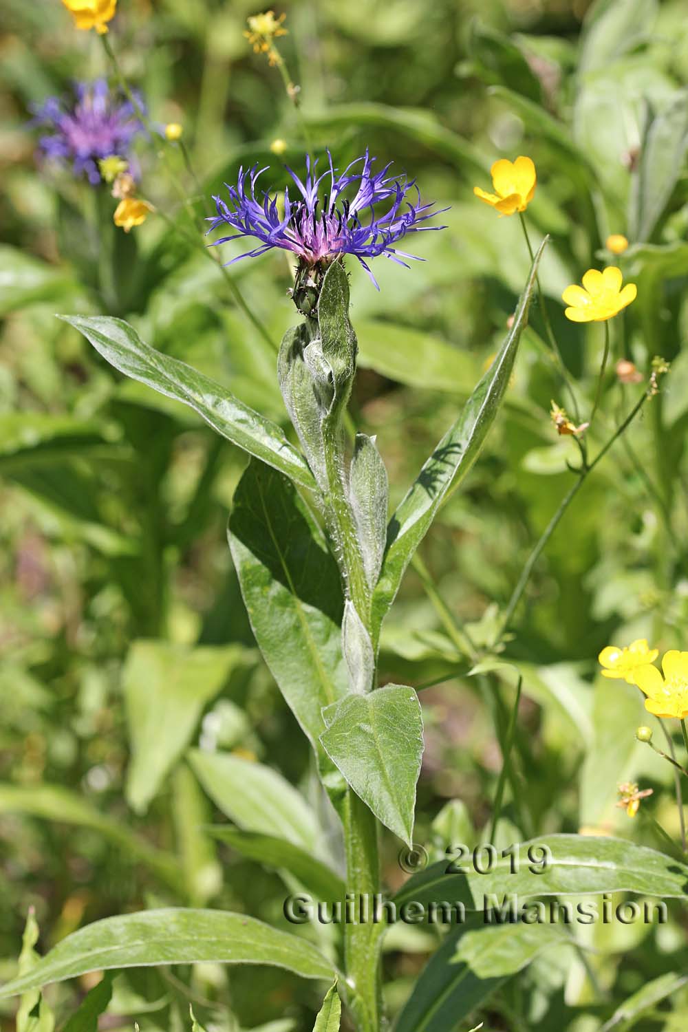 Cyanus montanus [Centaurea montana]