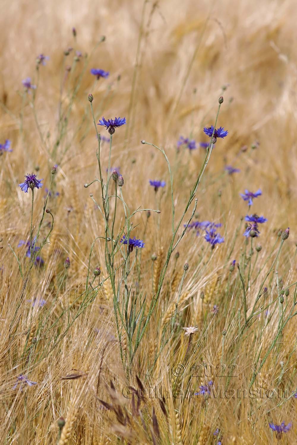 Cyanus segetum [Centaurea cyanus]