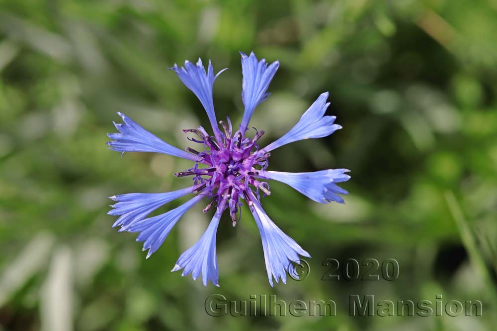 Cyanus segetum [Centaurea cyanus]