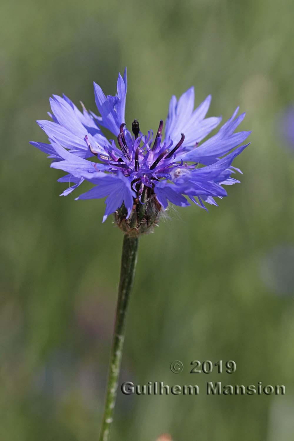 Cyanus segetum [Centaurea cyanus]