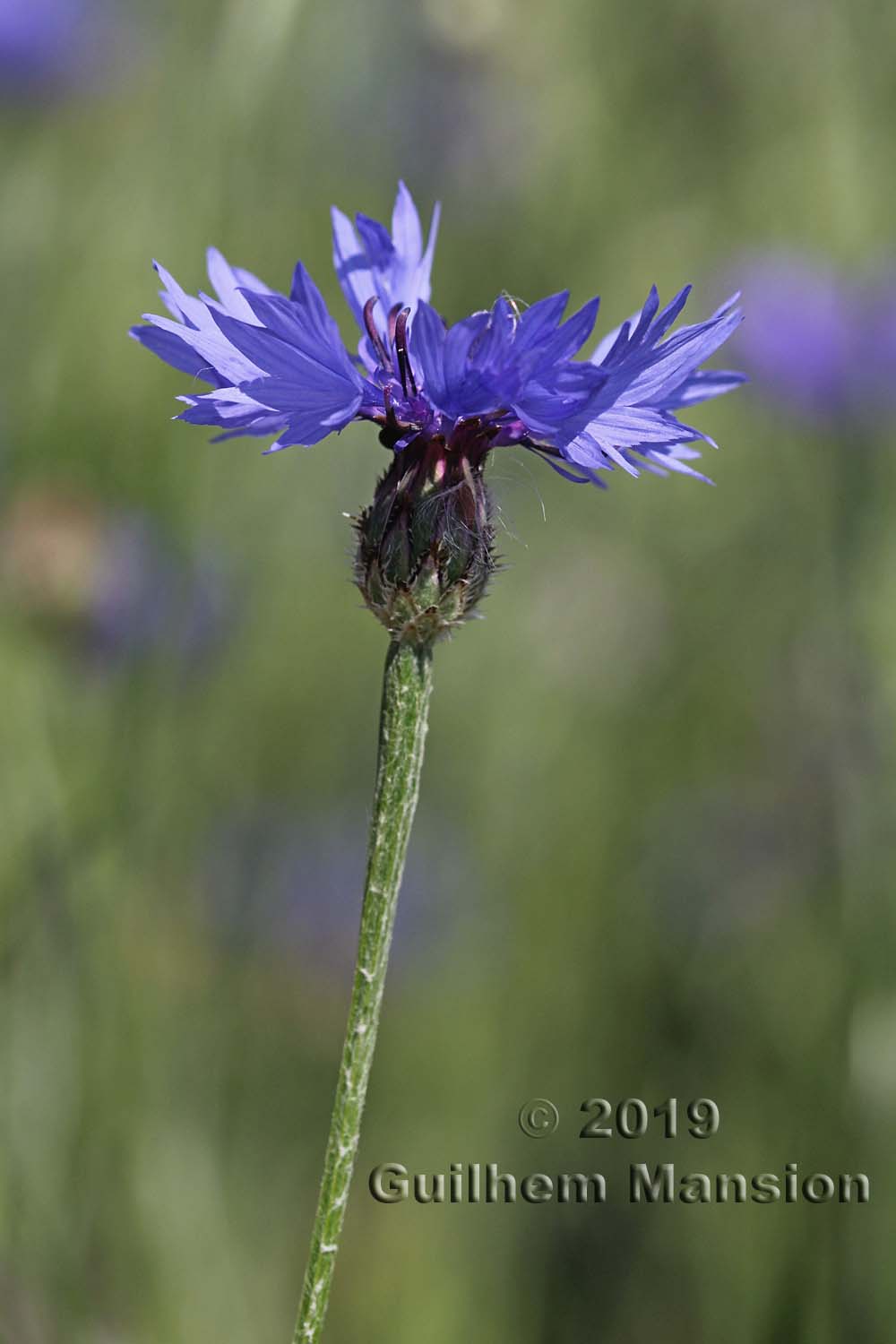 Cyanus segetum [Centaurea cyanus]