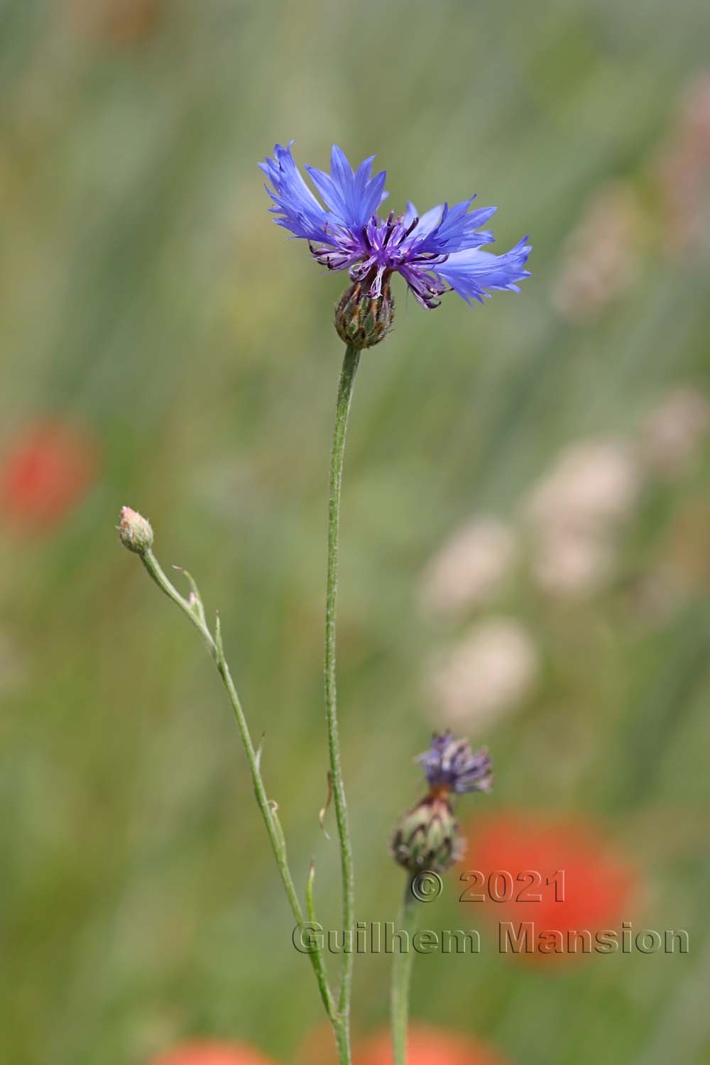 Cyanus segetum [Centaurea cyanus]