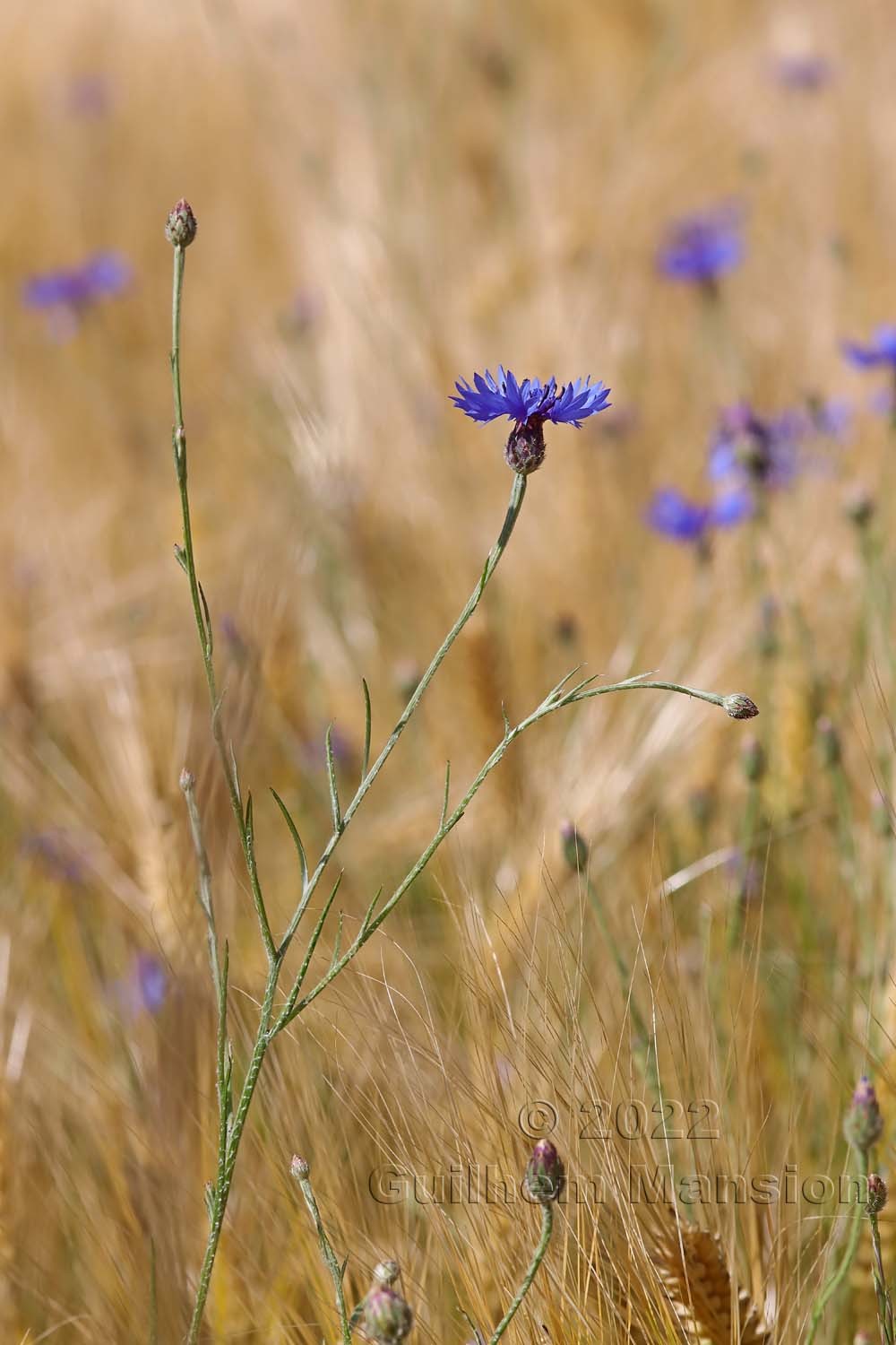 Cyanus segetum [Centaurea cyanus]