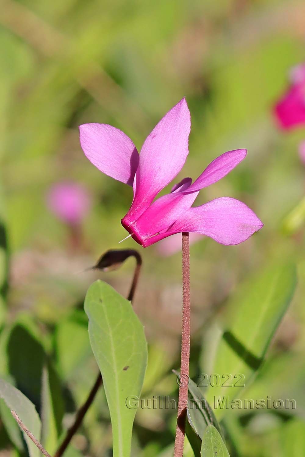 Cyclamen repandum