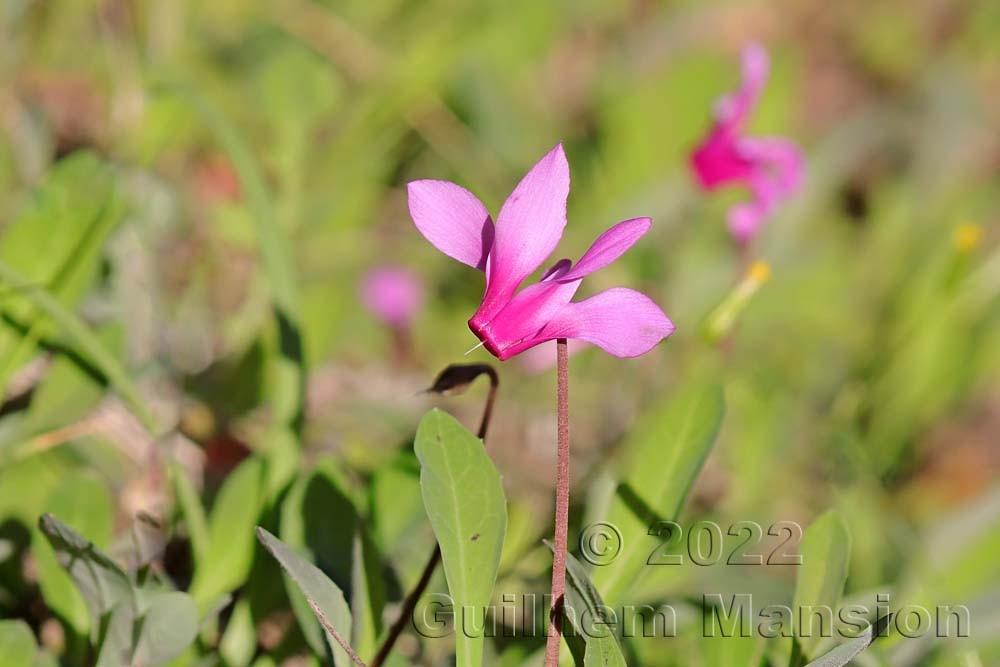 Cyclamen repandum