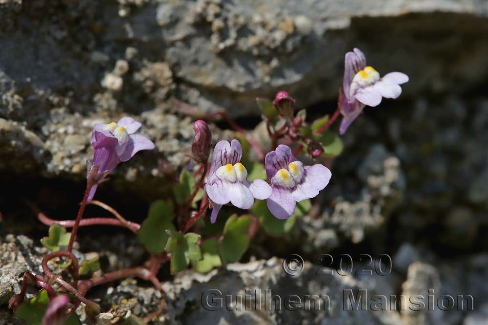 Cymbalaria muralis