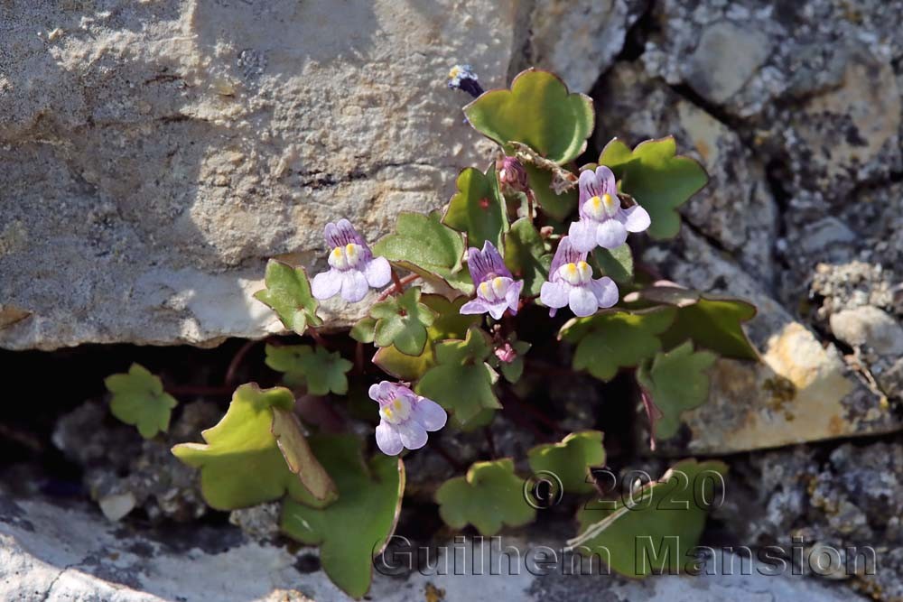 Cymbalaria muralis