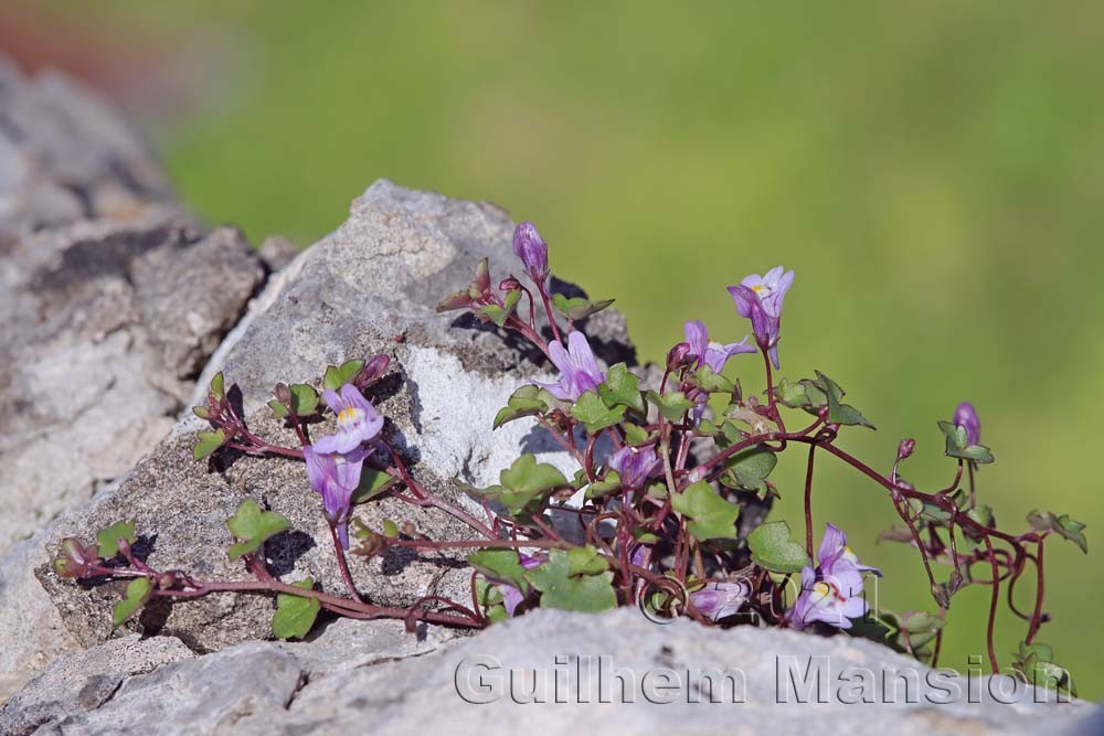 Cymbalaria muralis