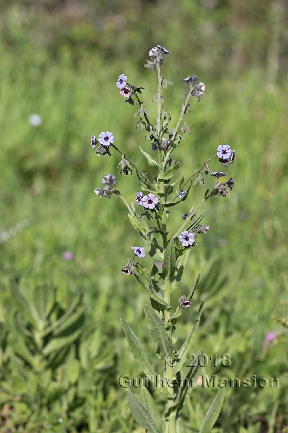 Cynoglossum creticum