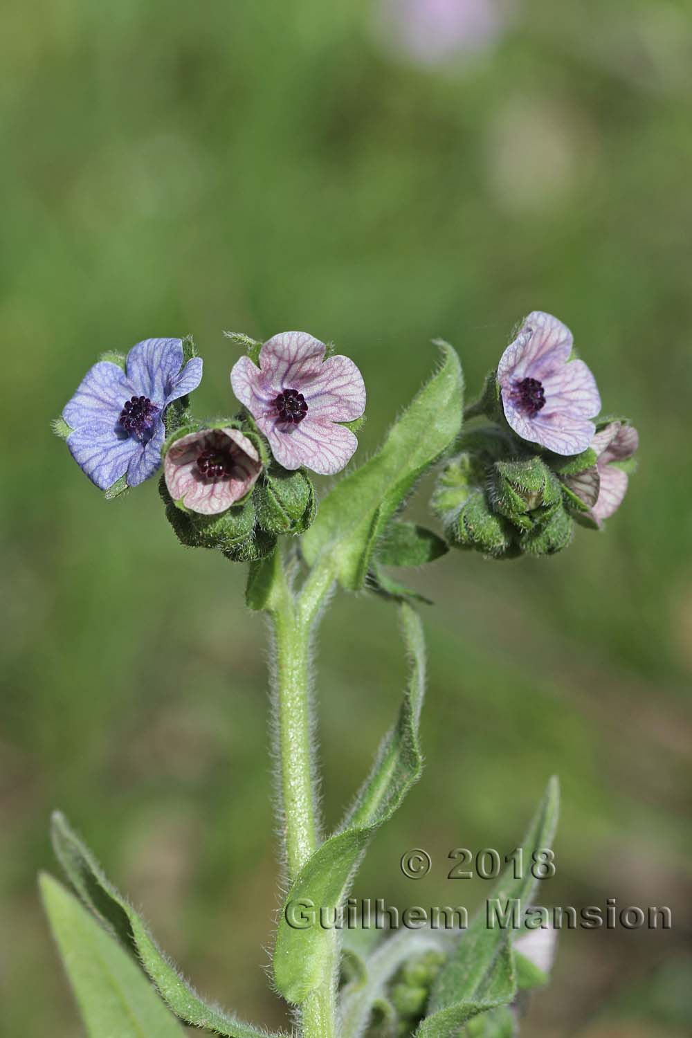 Cynoglossum creticum