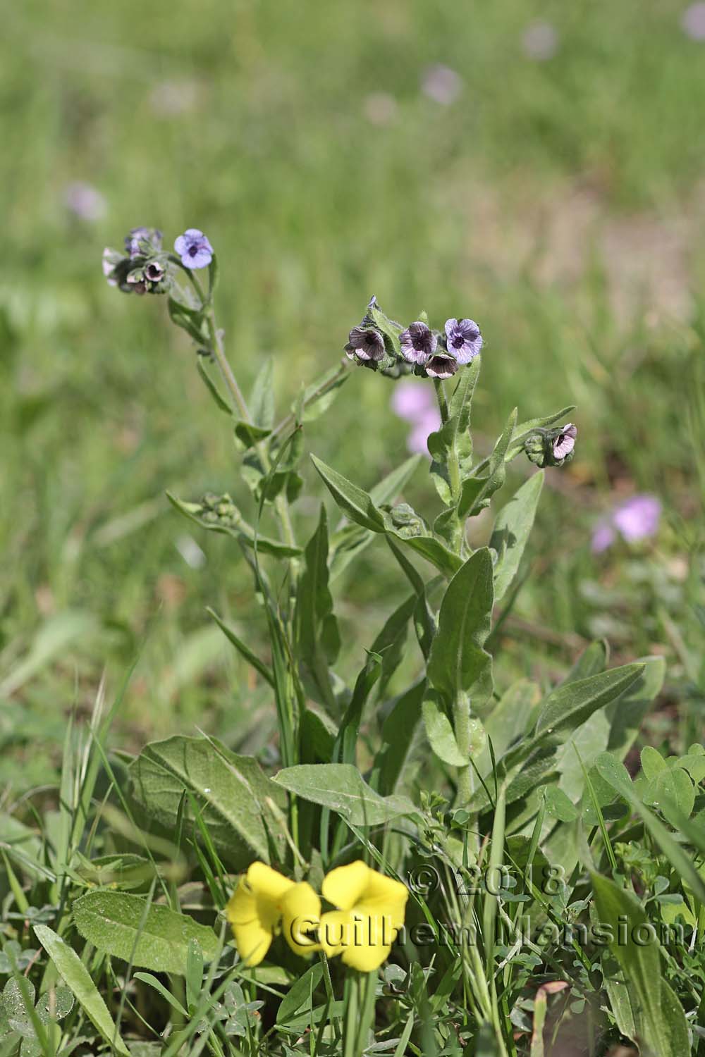 Cynoglossum creticum