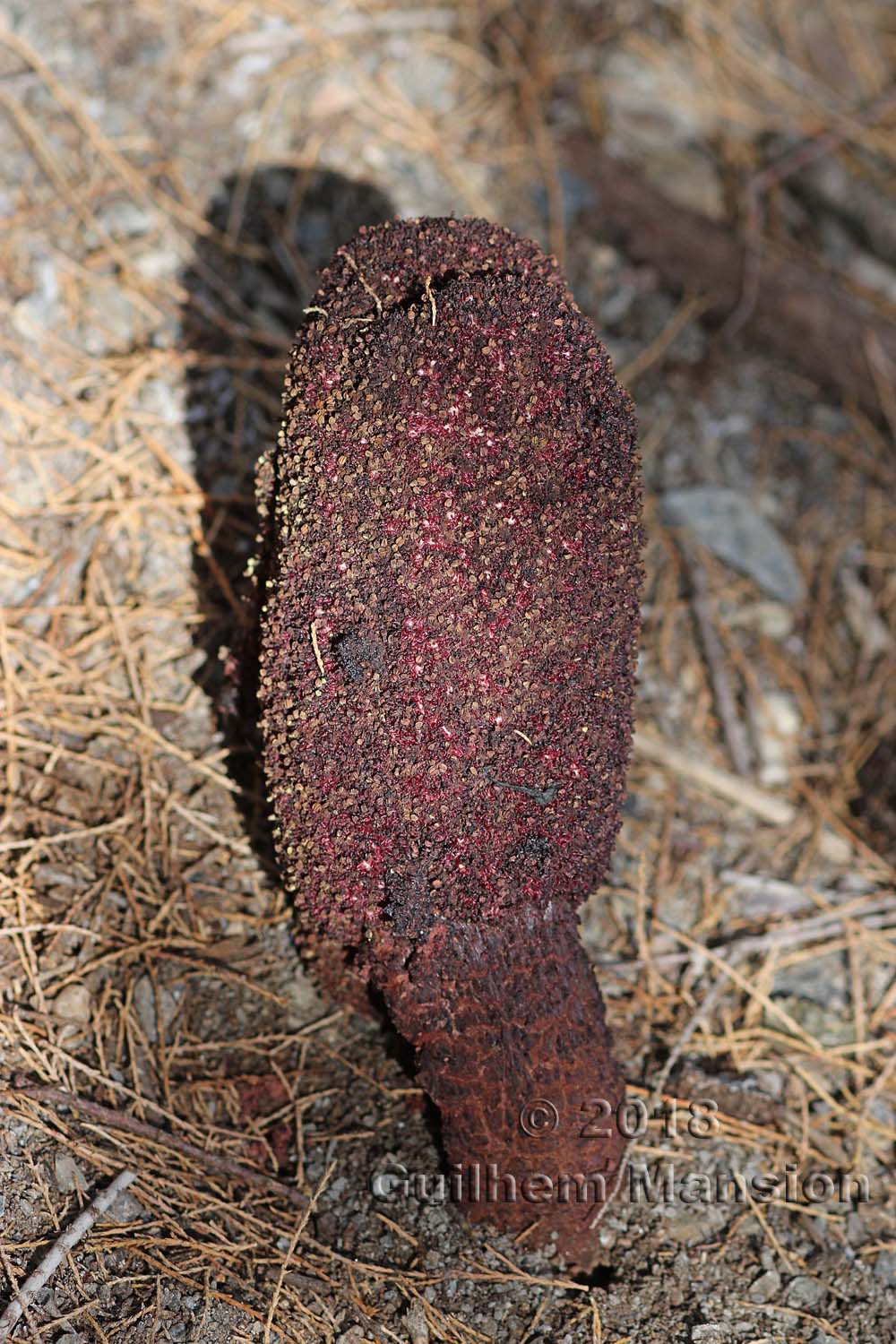 Cynomorium coccineum