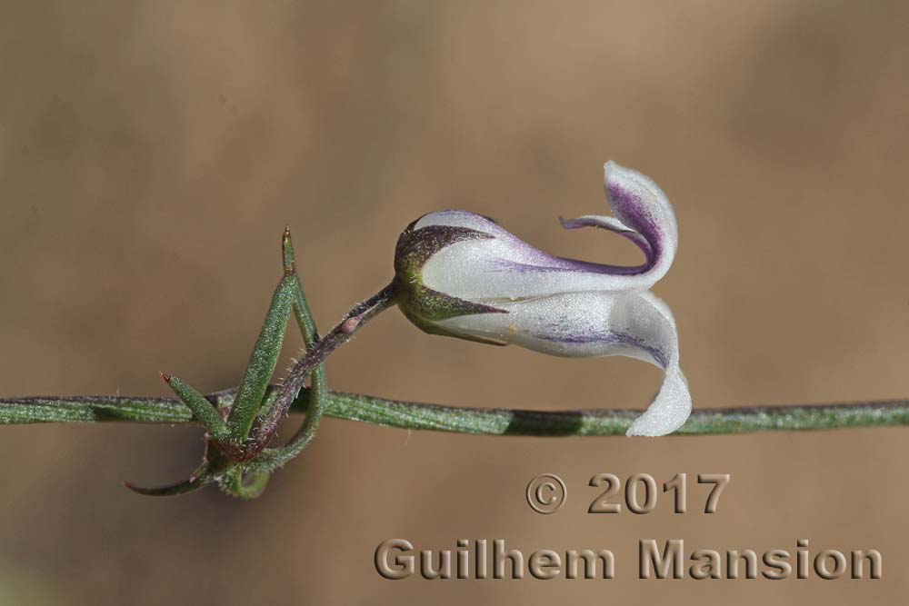 Cyphia crenata