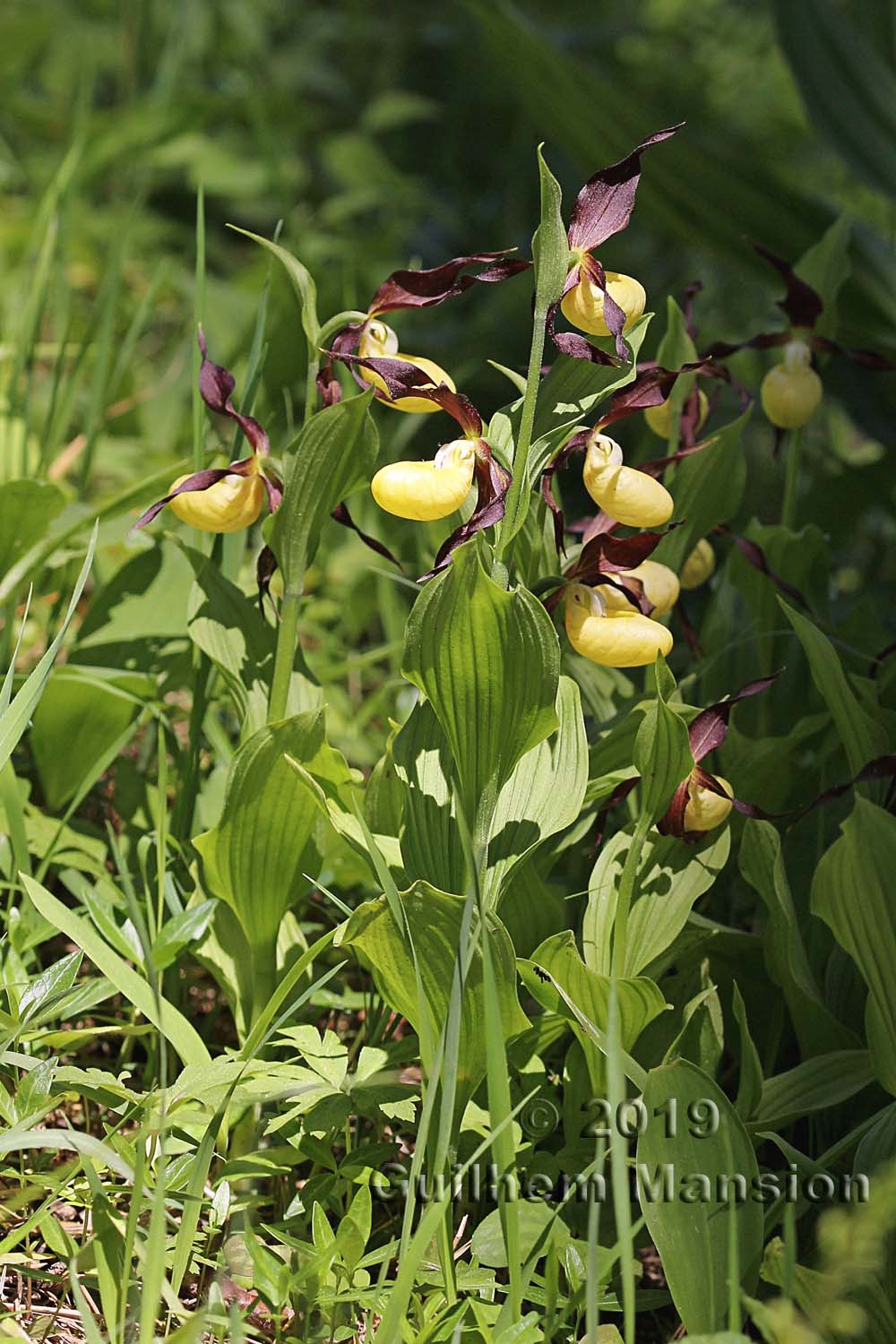 Cypripedium calceolus